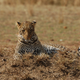 Illustration for article titled Out of Africa. More Leopards.